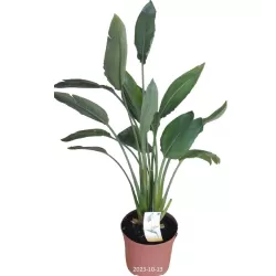 Puošnioji strelicija - Strelitzia reginae