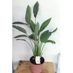 Puošnioji strelicija - Strelitzia reginae