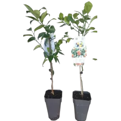 Apelsinmedis (citrusas - apelsinas) medelio forma (oranžinis vazonas + spalvota etikėtė) - Citrus aurantium sinensis (orange)