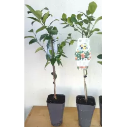 Apelsinmedis - Citrus sinensis ORANGIN