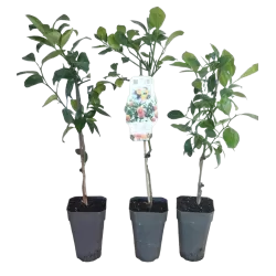 Apelsinmedis - Citrus sinensis ORANGIN