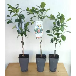 Apelsinmedis (citrusas - apelsinas) medelio forma (oranžinis vazonas + spalvota etikėtė) - Citrus aurantium sinensis (orange)