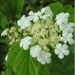 Paprastasis putinas su pristatymu į namus