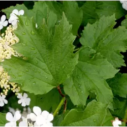 Paprastasis putinas su pristatymu į namus