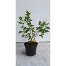 Vitaflora - augalai su pristatymu į namus