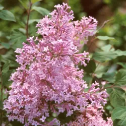Alyvos - Syringa JOSEE
