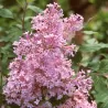 Alyvos - Syringa JOSEE