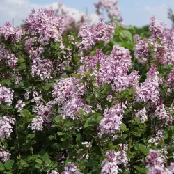 Vitaflora - augalai su pristatymu į namus