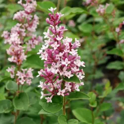 Vitaflora - augalai su pristatymu į namus