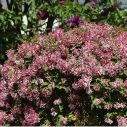 Vitaflora - augalai su pristatymu į namus