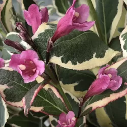 Gražiažiedė veigelė - Weigela florida ALL SUMMER MONET