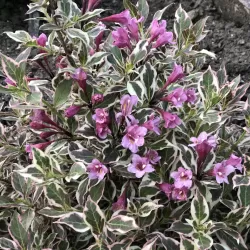 Gražiažiedė veigelė - Weigela florida ALL SUMMER MONET