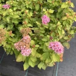 Spiraea japonica LITTLE PRINCESS