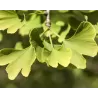 Dviskiautis ginkmedis - Ginkgo biloba MENHIR