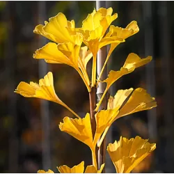 Dviskiautis ginkmedis - Ginkgo biloba MENHIR