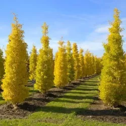 Dviskiautis ginkmedis - Ginkgo biloba MENHIR
