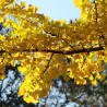 Dviskiautis ginkmedis - Ginkgo biloba MENHIR