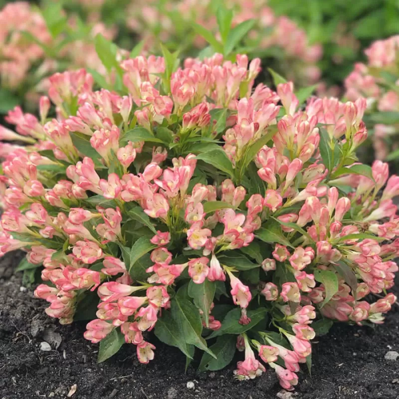 Medžiai ir krūmai internetu su pristatymu į namus visoje Lietuvoje