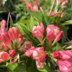 Gražiažiedė veigelė - Weigela florida ALL SUMMER PEACH