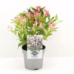 Gražiažiedė veigelė - Weigela florida ALL SUMMER PEACH