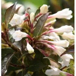 Medžiai ir krūmai internetu su pristatymu į namus visoje Lietuvoje