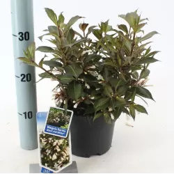 Medžiai ir krūmai internetu su pristatymu į namus visoje Lietuvoje