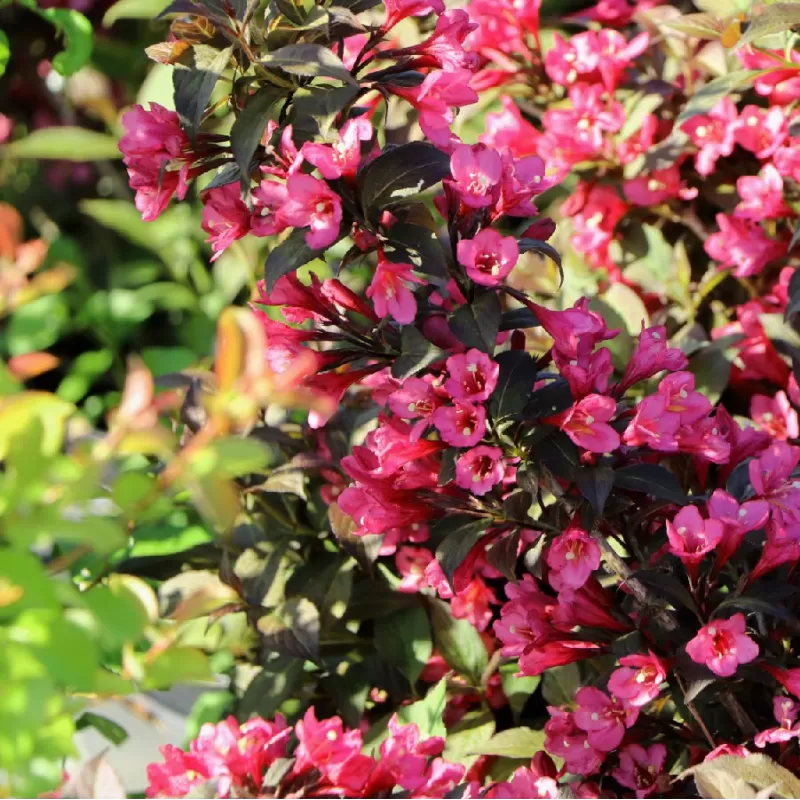 Medžiai ir krūmai internetu su pristatymu į namus visoje Lietuvoje