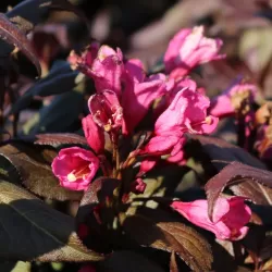 Gražiažiedė veigelė - Weigela florida MINOR BLACK