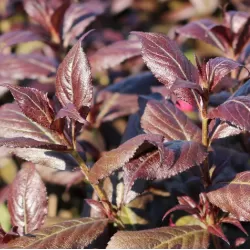 Medžiai ir krūmai internetu su pristatymu į namus visoje Lietuvoje