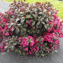 Medžiai ir krūmai internetu su pristatymu į namus visoje Lietuvoje