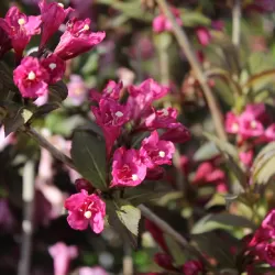 Medžiai ir krūmai internetu su pristatymu į namus visoje Lietuvoje