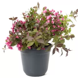 Medžiai ir krūmai internetu su pristatymu į namus visoje Lietuvoje