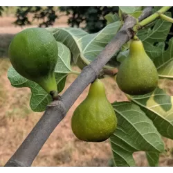 Figmedis - Ficus carica DESSERT KING