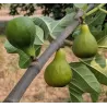 Figmedis - Ficus carica DESSERT KING