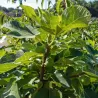 Skiautėtalapis fikusas (figmedis) - Ficus carica 'Brown Turkey' P11/C1 SBC
