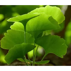 Dviskiaučių ginkmedžių sodinukai su pristatymu į namus