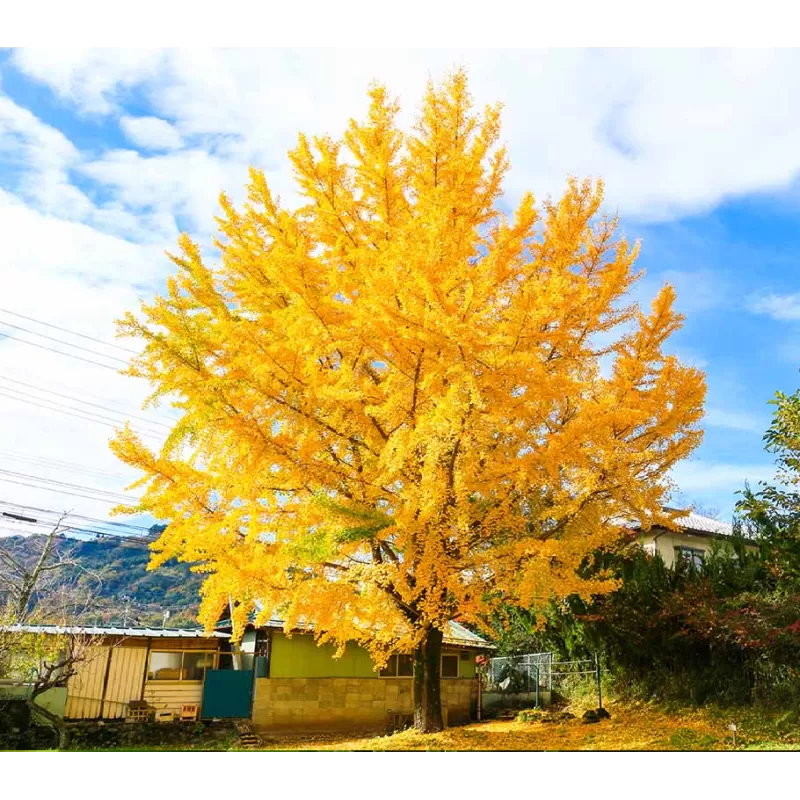 Dviskiaučių ginkmedžių sodinukai su pristatymu į namus