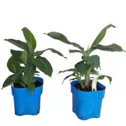 Kininis bananmedis - Musa DWARF CAVENDISH