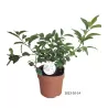 Citrusas laimas - Citrus limetta rossa LEILA