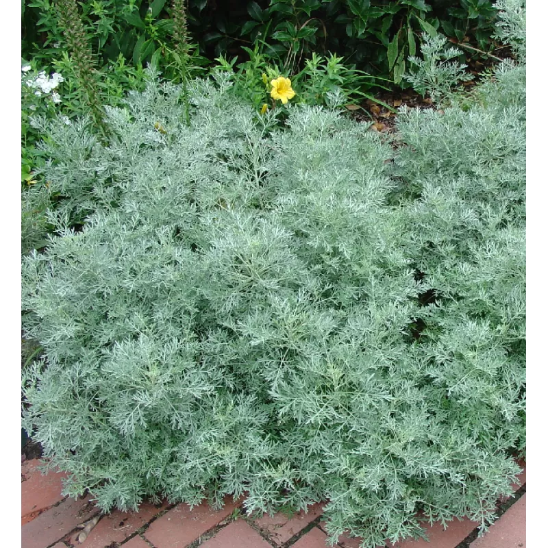 Artemisia arborescens x absinthium Powis Castle