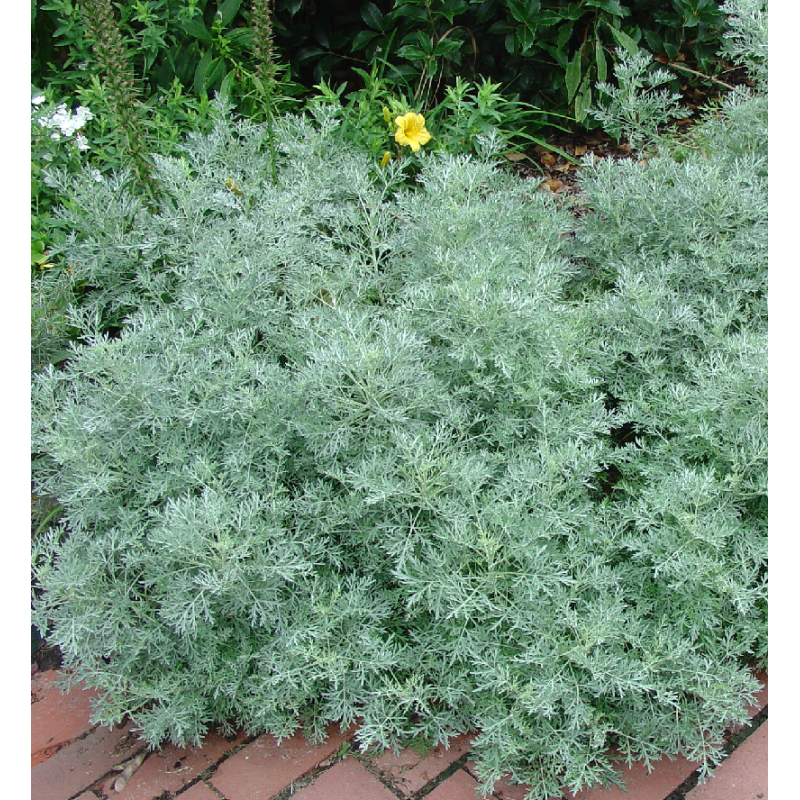 Kiečio ir pelyno hibridas - Artemisia arborescens x absinthium Powis Castle