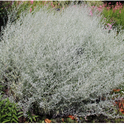 Artemisia ludoviciana SILVER QUEEN