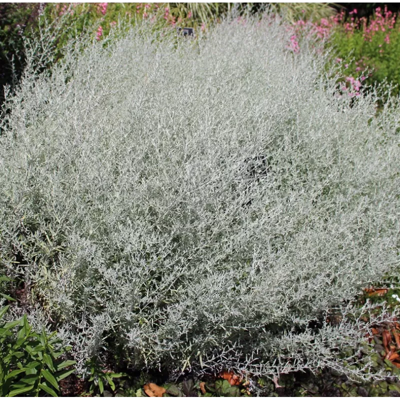 Baltasis kietis - Artemisia ludoviciana SILVER QUEEN