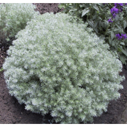 Artemisia schmidtiana NANA