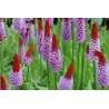 Primula vialii
