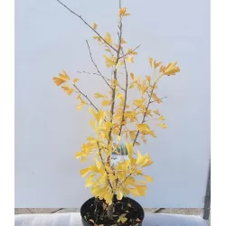 Dviskiautis ginkmedis - Ginkgo biloba FASTIGIATA BLAGON