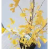 Dviskiautis ginkmedis - Ginkgo biloba FASTIGIATA BLAGON