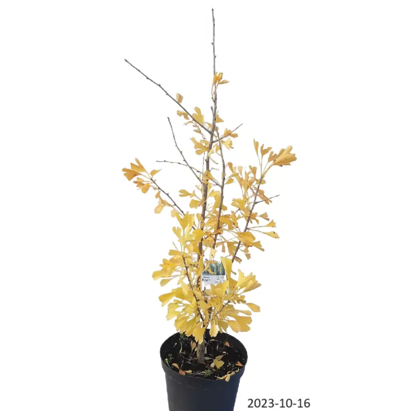 Dviskiautis ginkmedis - Ginkgo biloba FASTIGIATA BLAGON