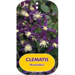 Clematis AROMATICA