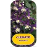 Clematis AROMATICA
